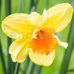 Narciso Amarillo Narcissus Monal Extra