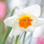 Narciso Blanco Narcissus Spring Sunshine Extra