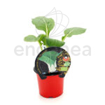 Pak Choi ECO Planta Fitoralia