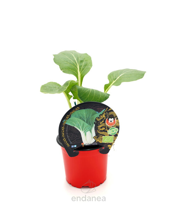 Pak Choi ECO Planta Fitoralia