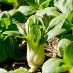 Pak Choi ECO Planta Fitoralia