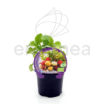 Rábano de Colores ECO Planta Fitoralia maceta 10,5 cm Ø