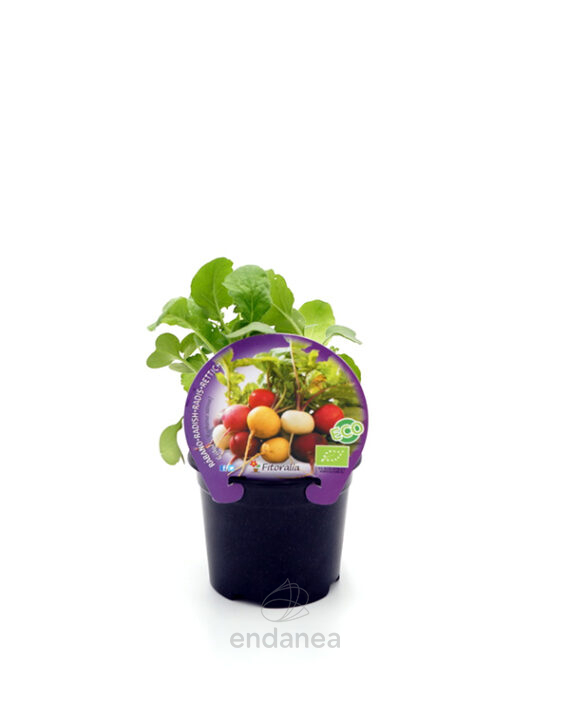 Rábano de Colores ECO Planta Fitoralia maceta 10,5 cm Ø