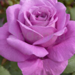 Rosal Claude Brasseur® Meilland