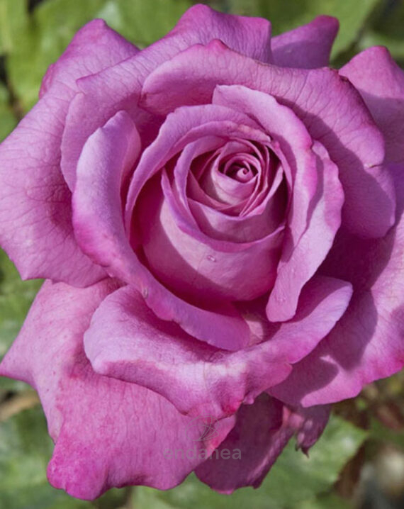 Rosal Claude Brasseur® Meilland