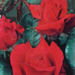 Rosal Hidalgo® de Meilland