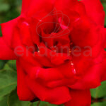 Rosal Hidalgo® de Meilland