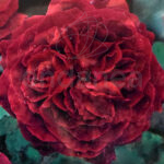 Rosal Rabelais® Meilland