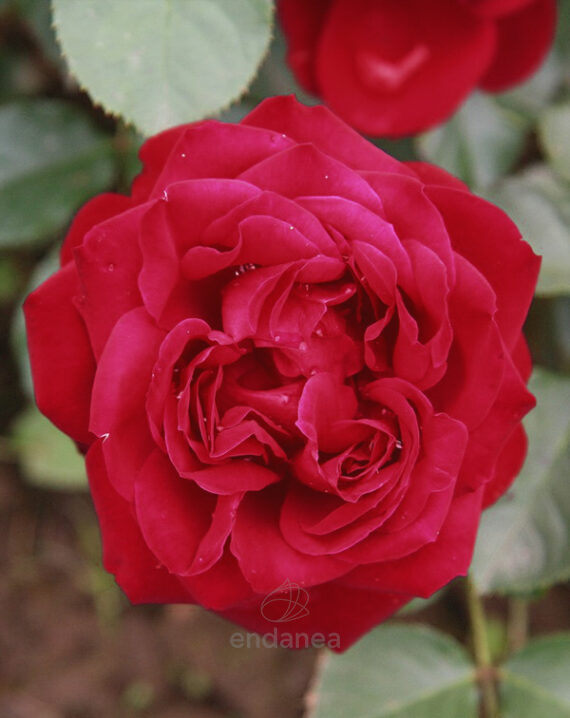 Rosal Rabelais® Meilland