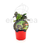 Tatsoi ECO Planta 10,5 cm Ø Fitoralia