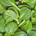 Tatsoi ECO Planta 10,5 cm Ø Fitoralia