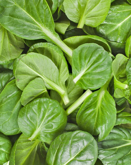 tatsoi-eco-m-105mm-fitoralia-planta