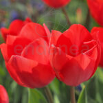 Tulipán Red Flair Roma Nova Bulbos