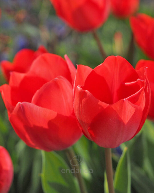 tulipan-red-flair-roma-nova-bulbo