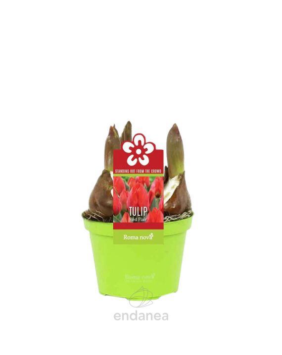 Tulipán Red Flair Roma Nova Bulbos