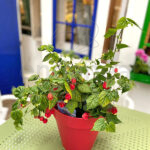 Abutilon Megapotamicum Linterna Chino Planta Exterior