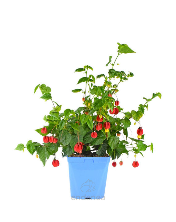 Abutilon Megapotamicum Linterna Chino Planta Exterior