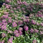 Aliso Maritimo Km0 Morado