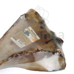 Beef Paddle Bone Snack Natural de Beeztees