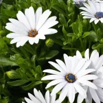 Dimorphoteca (Margarita del Cabo) Blanca