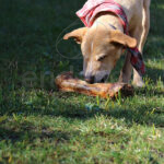 Dried Beef Bone Snack Natural de Beeztees