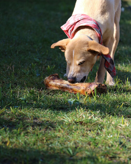 dried-beef-bone-snack-natural-beeztees-perro
