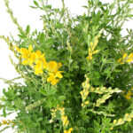 Genista Cytisus Planta de Exterior