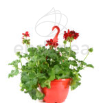 Geranio en cuenco colgante Rojo Pelargonium