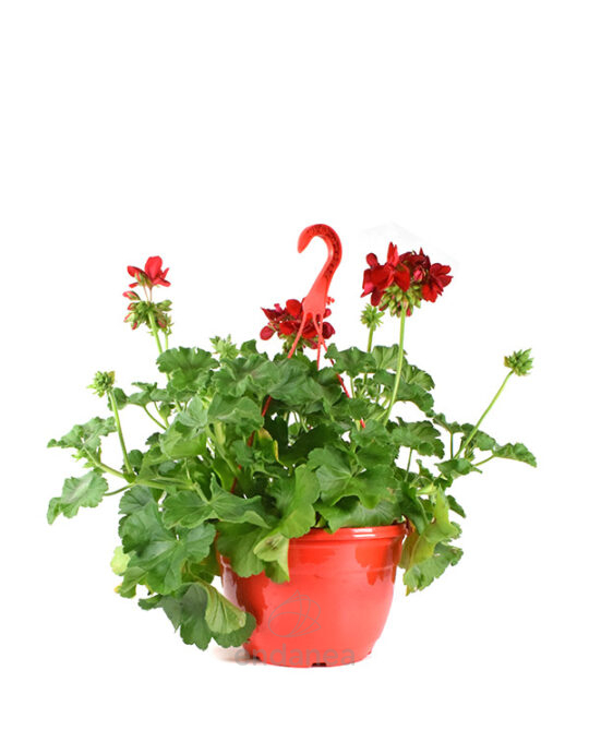 geranio-en-cuenco-pelargonium-rojo