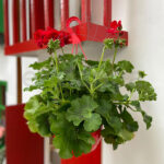 Geranio en cuenco colgante Rojo Pelargonium