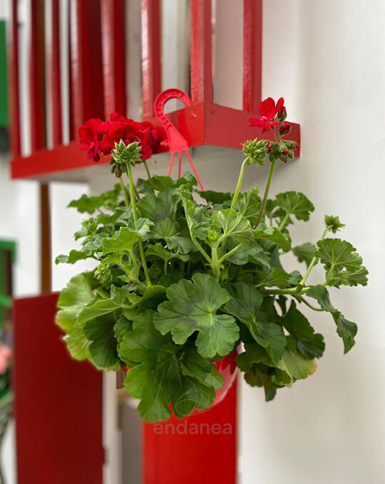 geranio-en-cuenco-pelargonium-rojo-colgante
