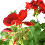 Geranio en cuenco colgante Rojo Pelargonium Flor