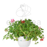 Geranio en cuenco colgante Bicolor Rojo Rosa Pelargonium