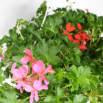 Geranio en cuenco colgante Bicolor Rojo Rosa Pelargonium Flores
