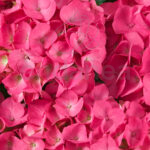 Hortensia Jip Pink