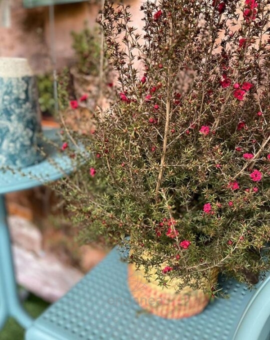 leptospermum-manuka-rojo-primavera-exterior