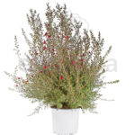 Leptospermum Manuka Rojo