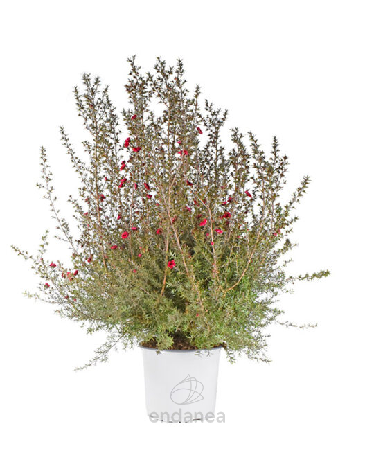 leptospermum-manuka-rojo-primavera-verano