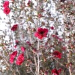 Leptospermum Manuka Rojo