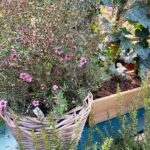 Leptospermum Manuka Rosa