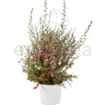 Leptospermum Manuka Rosa