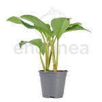 Aglaonema Commutatum Planta de Interior