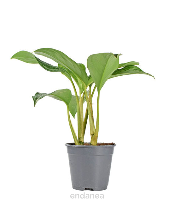 Aglaonema Commutatum Planta de Interior