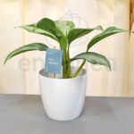 Aglaonema Commutatum Planta de Interior