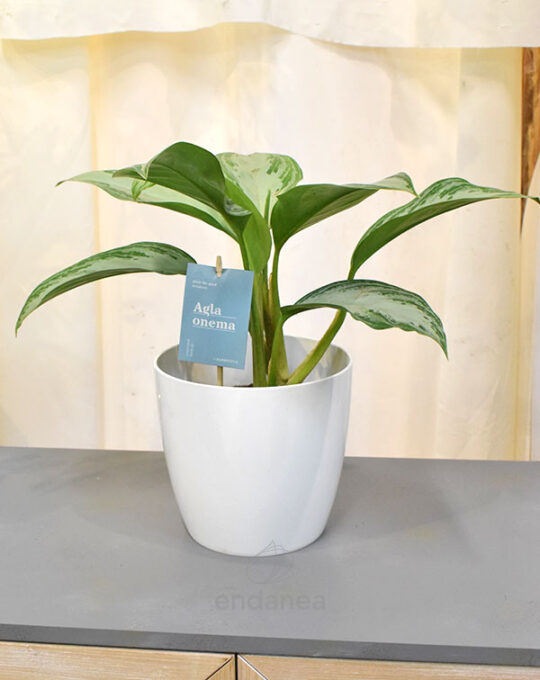 aglaonema-planta-de-interior-verde-deco