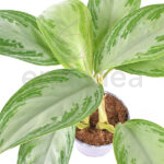 Aglaonema Commutatum Planta de Interior
