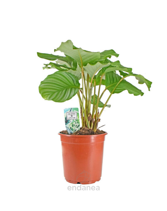 Calathea Orbifolia Planta de Interior