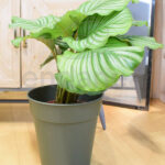 Calathea Orbifolia Planta de Interior