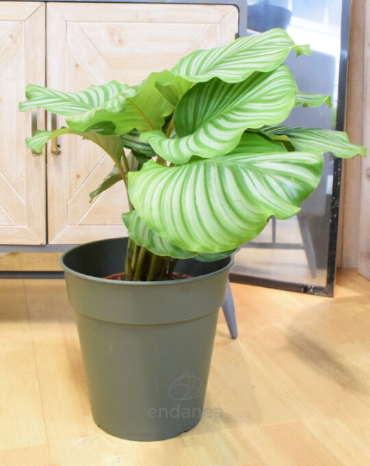 calathea-orbifolia-planta-de-interior-decoracion