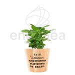 Coffea Arabica Planta de Interior